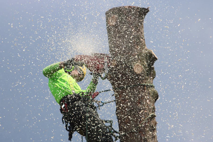Arborist working on a tree